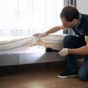 man lifting up a mattress and finding bed bugs underneath