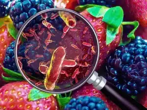 Contaminated food concept and tainted meal poisoning symbol resulting in illness due to bacteria.